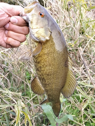 スモールマウスバスの釣果