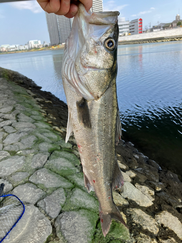 スズキの釣果