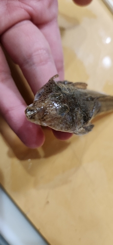 メゴチの釣果