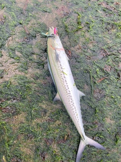 サゴシの釣果