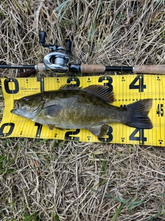 スモールマウスバスの釣果