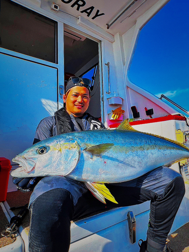 ヒラマサの釣果