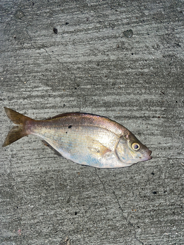 ウミタナゴの釣果