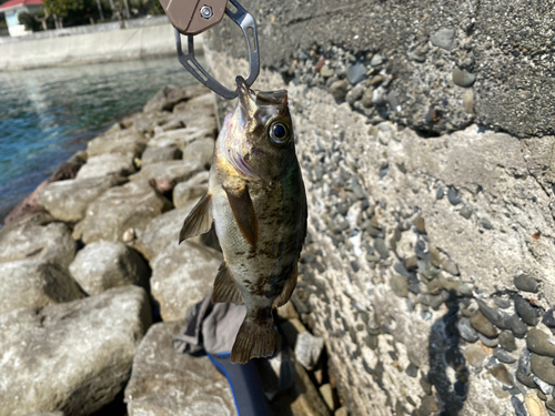 メバルの釣果