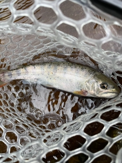 ヤマメの釣果