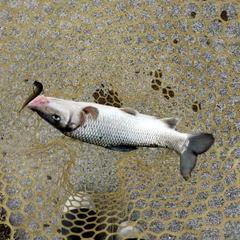 ニゴイの釣果