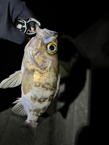 シロメバルの釣果