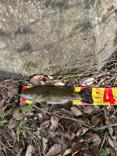 スモールマウスバスの釣果