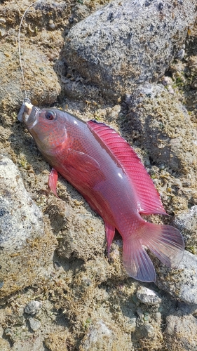 メギスの釣果