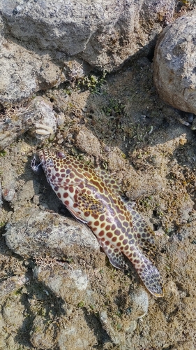 イシミーバイの釣果