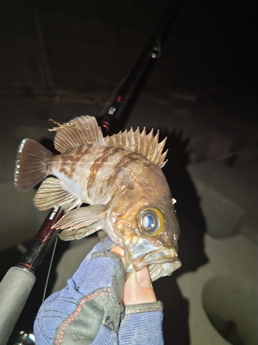 メバルの釣果