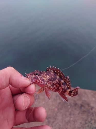 カサゴの釣果