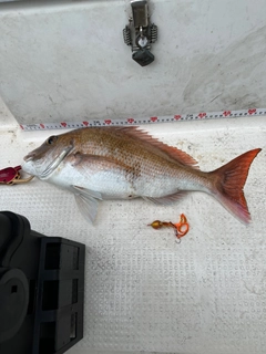 タイの釣果