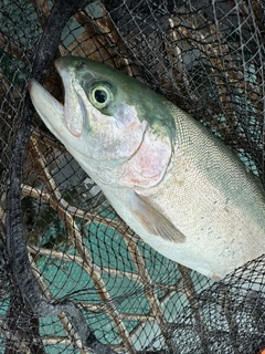 トラウトの釣果