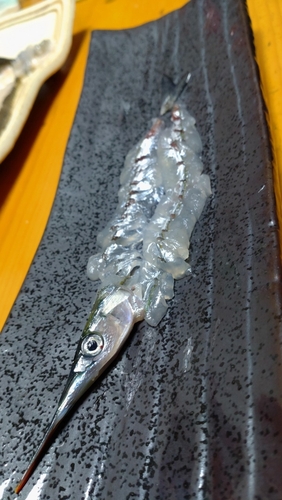 マコガレイの釣果