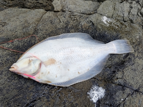 シロメバルの釣果