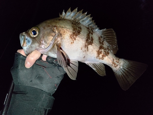 シロメバルの釣果