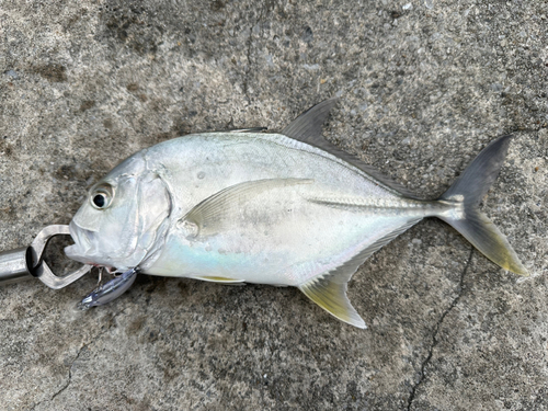 メッキの釣果