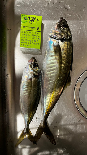 釣果