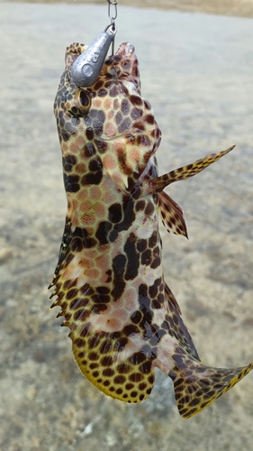 イシミーバイの釣果