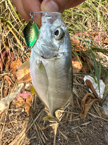 メッキの釣果