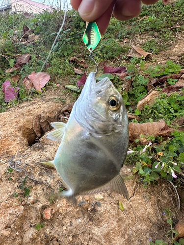 メッキの釣果