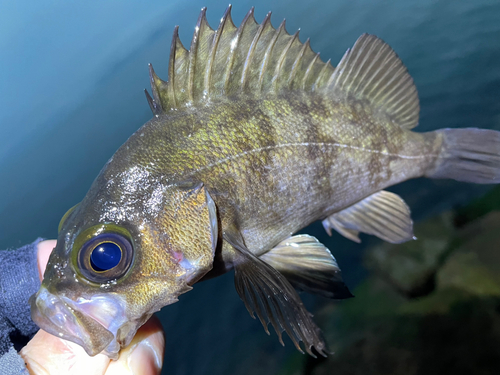 メバルの釣果