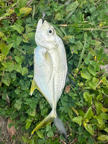 メッキの釣果