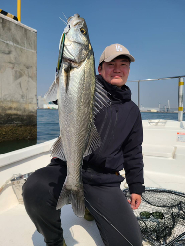 シーバスの釣果