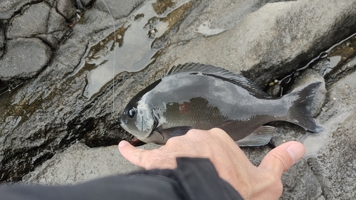 オナガグレの釣果