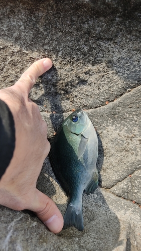 メジナの釣果