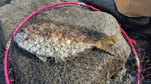 アイゴの釣果