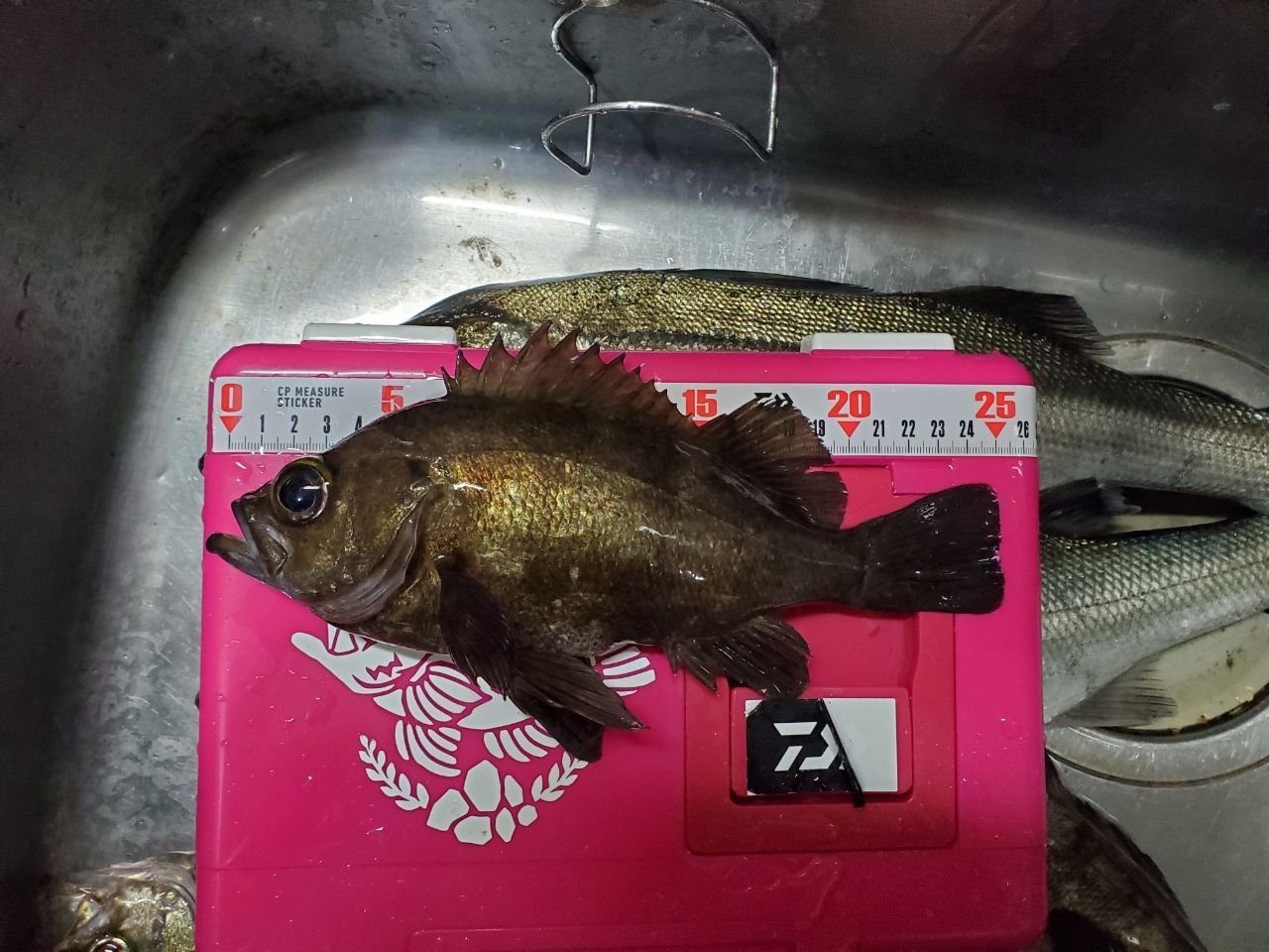 メバル