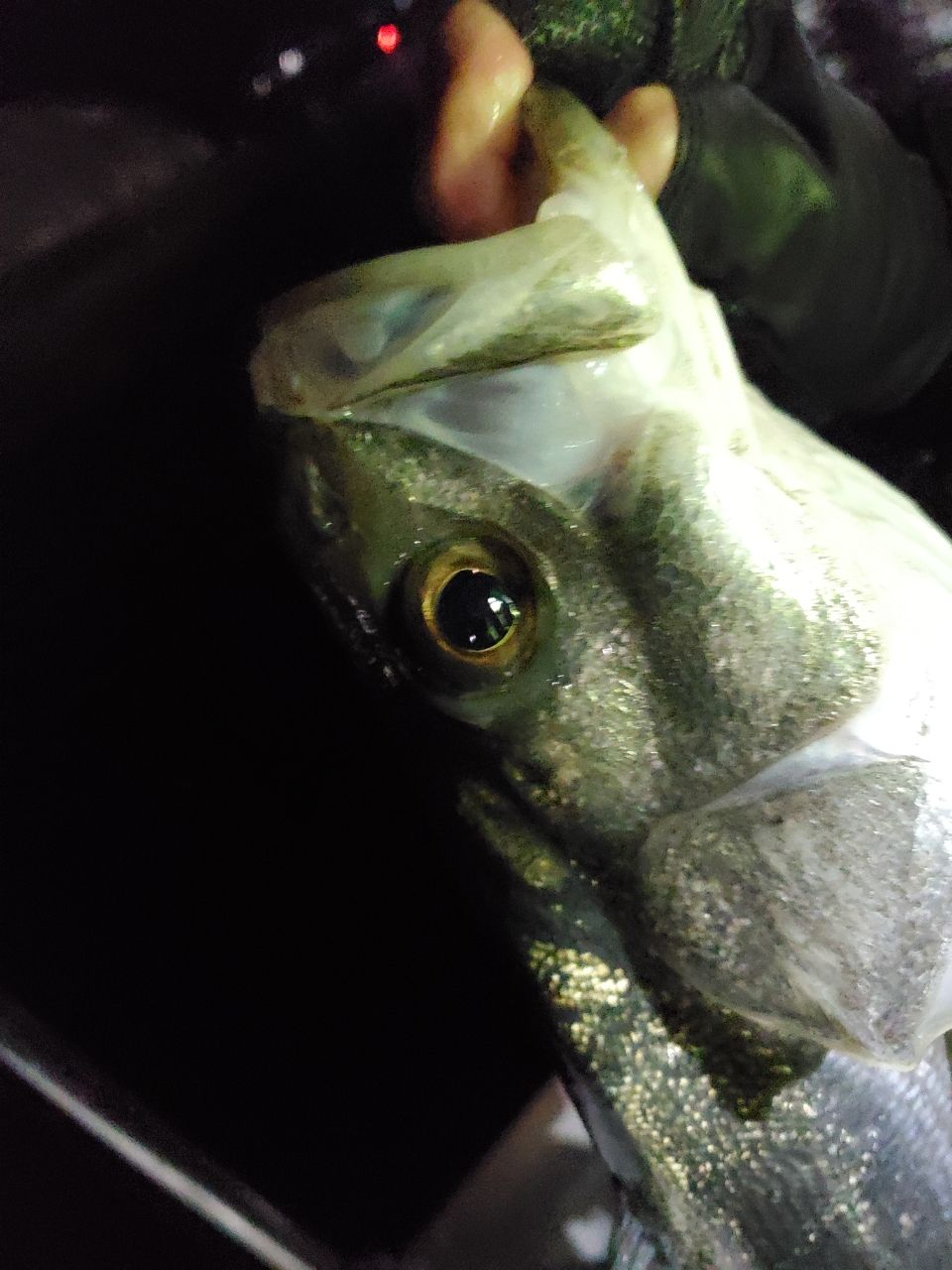 メバル