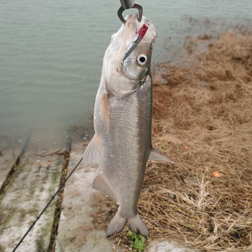 釣果