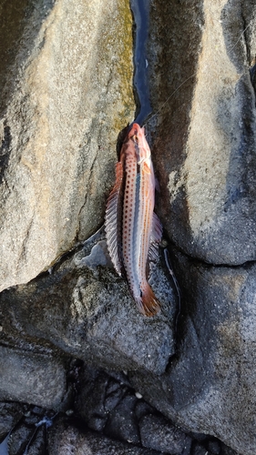 キュウセンの釣果