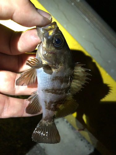 メバルの釣果