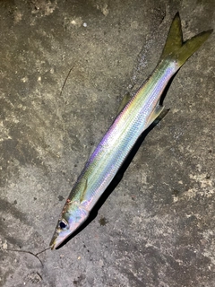 カマスの釣果