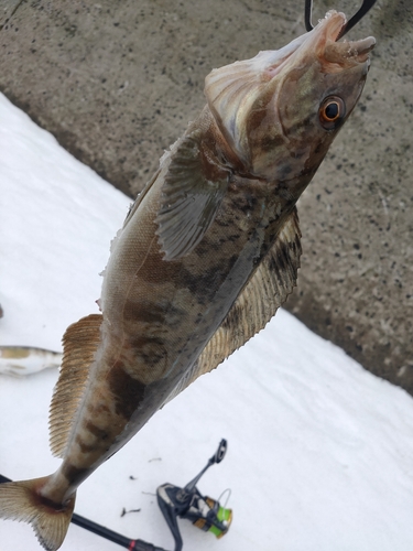 ホッケの釣果