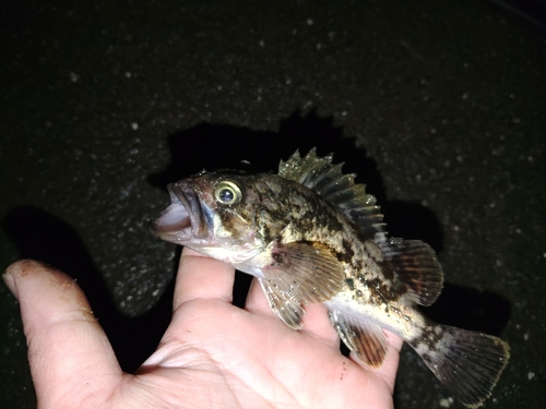 ソイの釣果