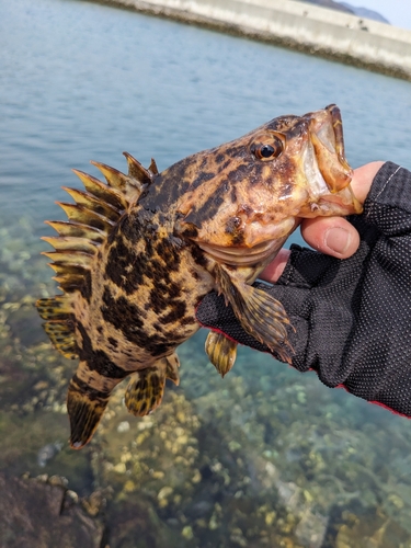 タケノコメバルの釣果