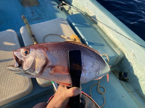 オオグチイシチビキの釣果