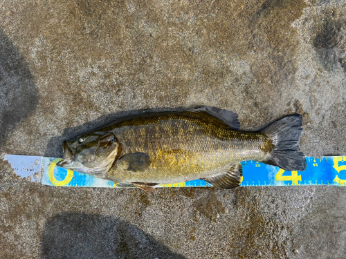 スモールマウスバスの釣果