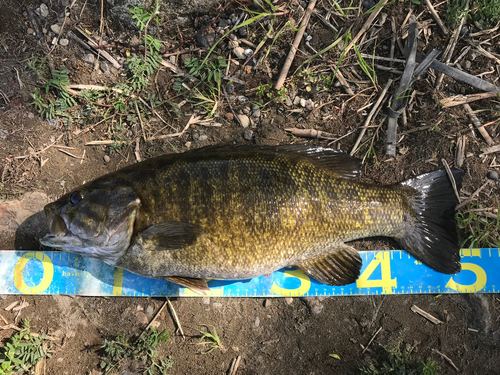 スモールマウスバスの釣果