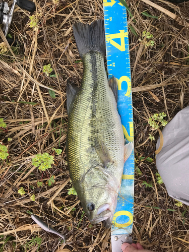 ラージマウスバスの釣果