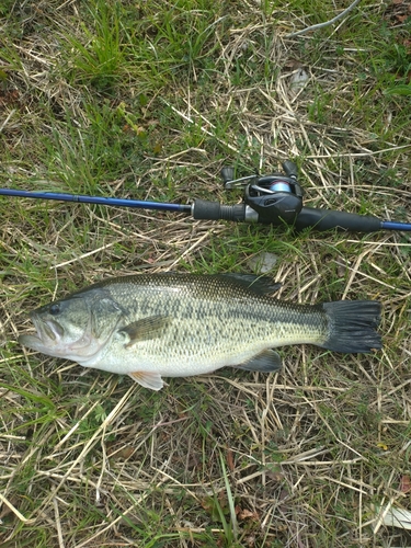 ラージマウスバスの釣果