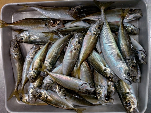 アジの釣果