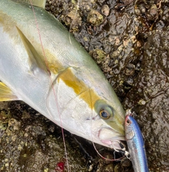 ヒラマサの釣果