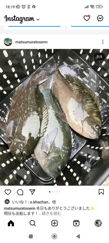 クチブトグレの釣果