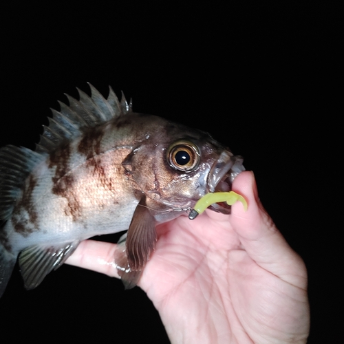 シロメバルの釣果